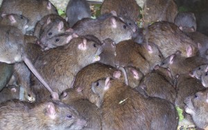 06-infestacao-de-ratos