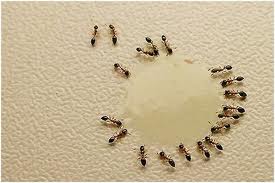 gel para formigas