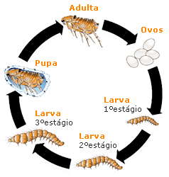 pulga-ciclo