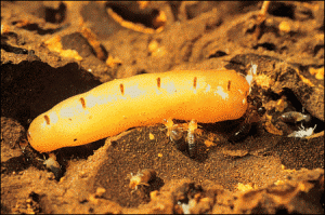 termite_7_manhattan_exterminator