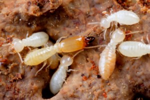 termites_picture.jpg.thumb_798x532