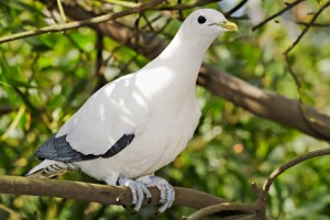 Pied_Imperial-pigeon_-_melbourne_zoo