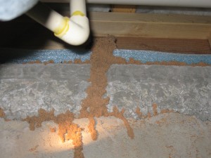 Termites-Discovered-During-Annual-Inspection