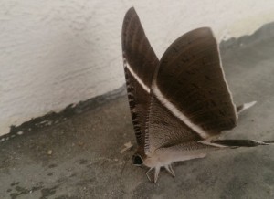 Tropical_Swallowtail_Moth_Lyssa_zampa_1-442x321