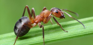dedetizadora de formigas