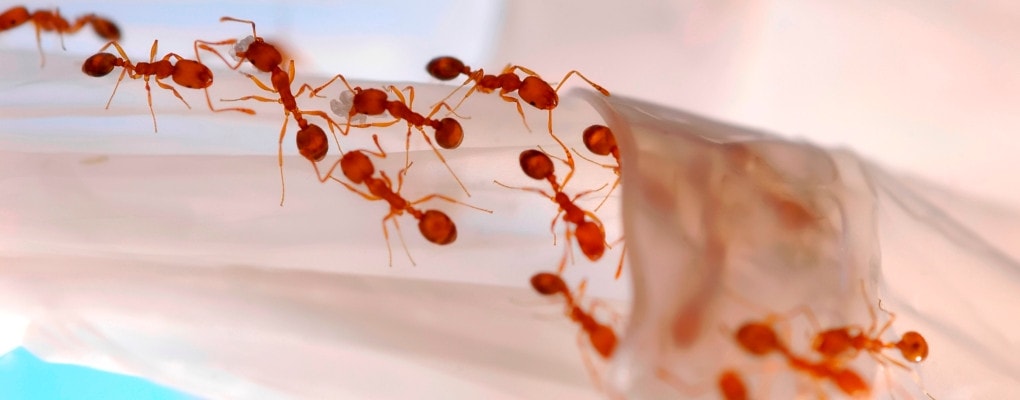 Dedetizadora de formigas em Osasco