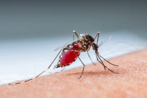 Matar Mosquito da Dengue
