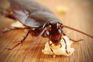 reasons cockroack infestation in your business Copia 300x200 - Orçamento de Dedetização em Osasco Gratuito
